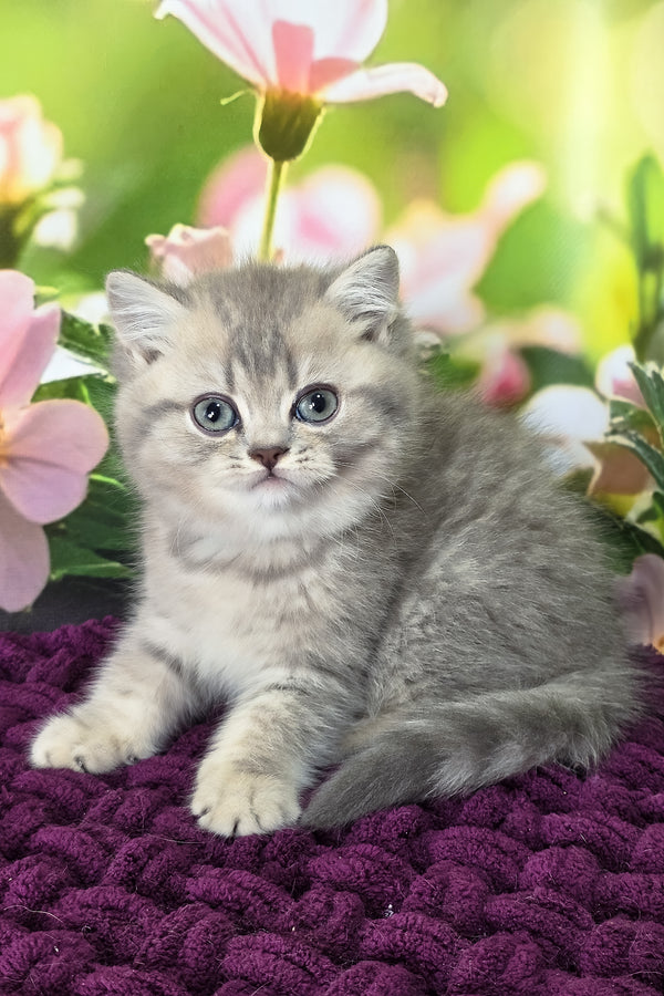 Hanter | British Shorthair Kitten