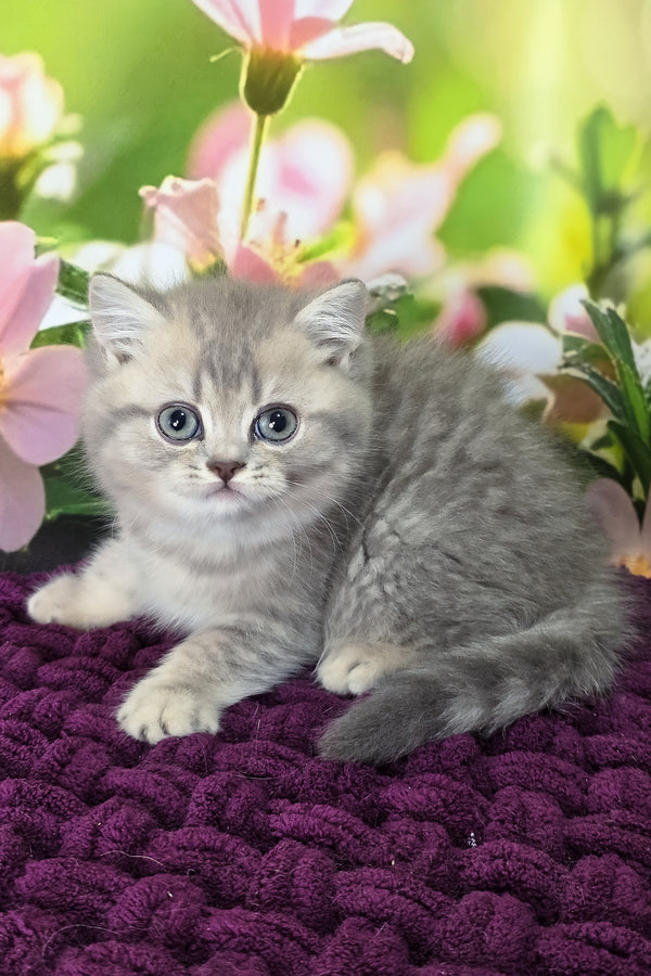 Hanter | British Shorthair Kitten