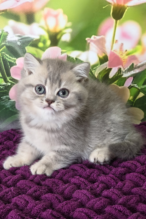 Hanter | British Shorthair Kitten