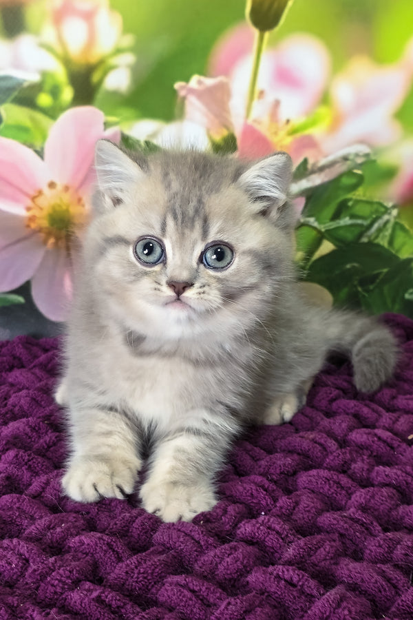 Hanter | British Shorthair Kitten