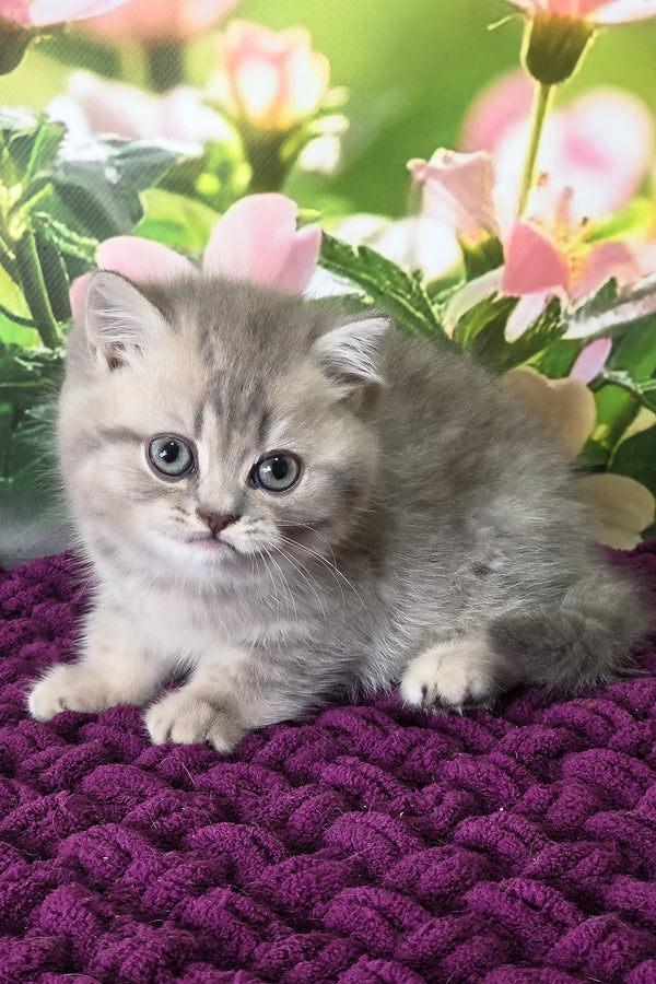 Hanter | British Shorthair Kitten