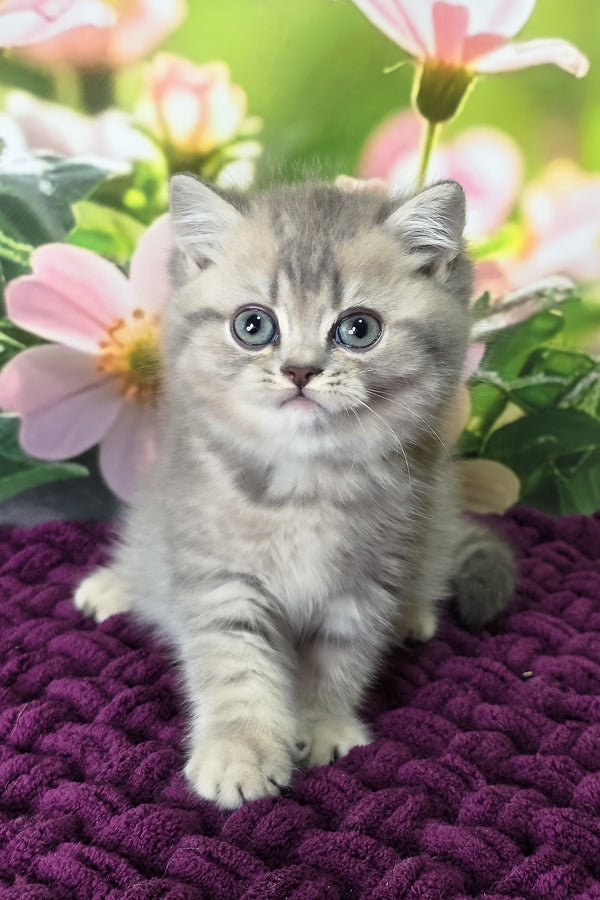 Hanter | British Shorthair Kitten