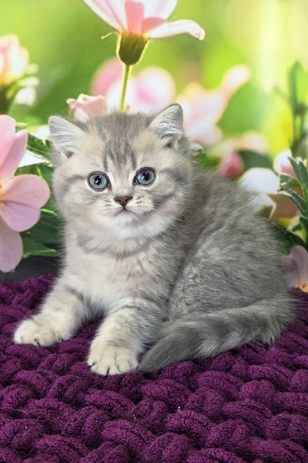 Hanter | British Shorthair Kitten