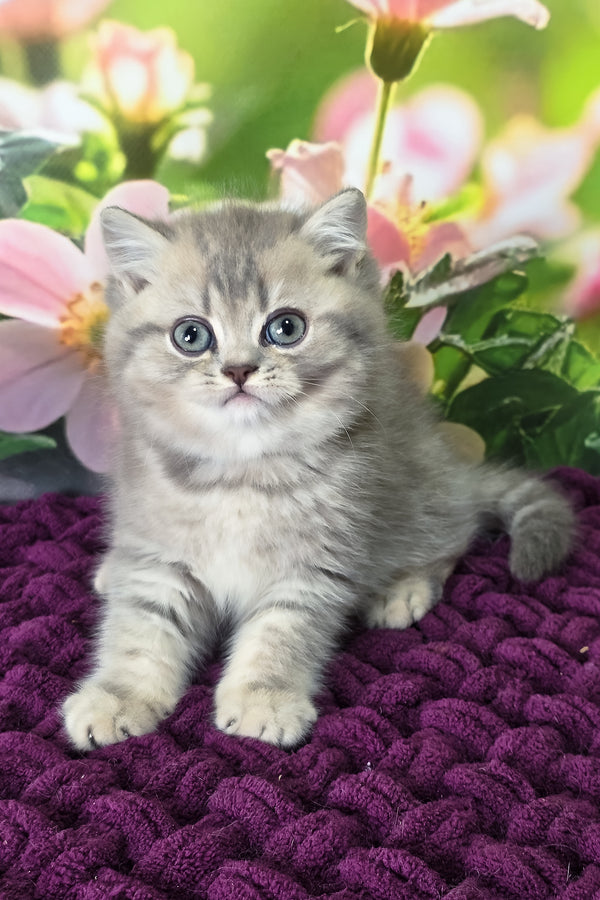 Hanter | British Shorthair Kitten