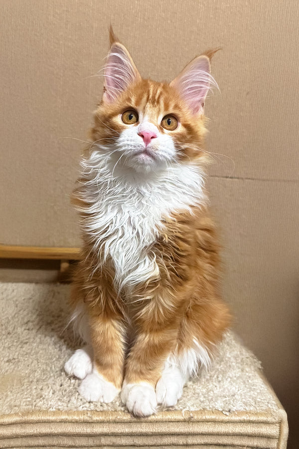 Happy | Maine Coon Kitten