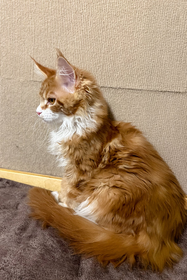 Happy | Maine Coon Kitten