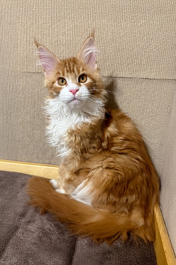 Happy | Maine Coon Kitten