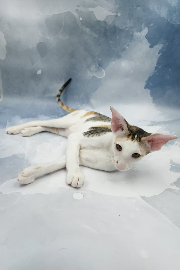 Happy | Oriental Shorthair Kitten