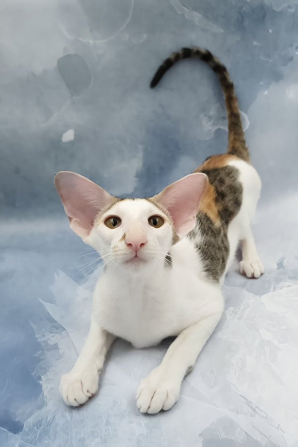 Happy | Oriental Shorthair Kitten