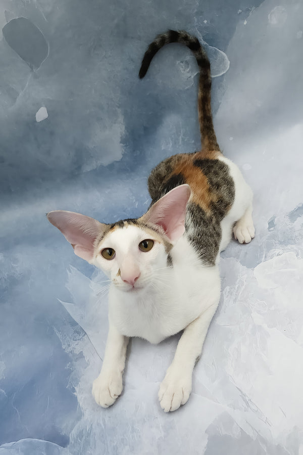 Happy | Oriental Shorthair Kitten