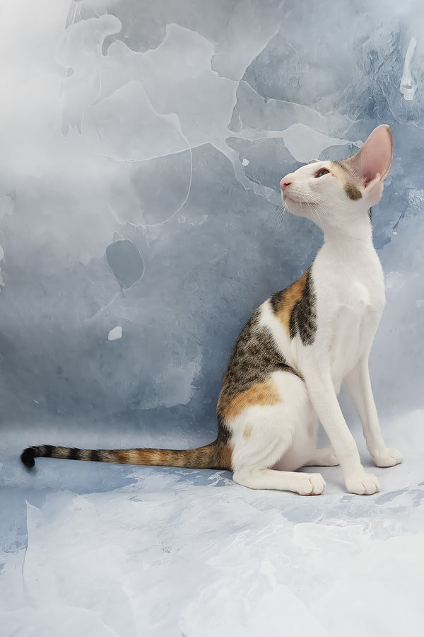 Happy | Oriental Shorthair Kitten