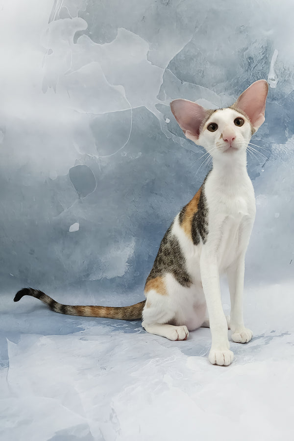 Happy | Oriental Shorthair Kitten