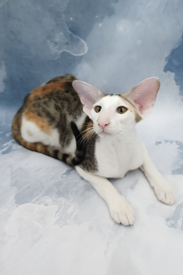 Happy | Oriental Shorthair Kitten