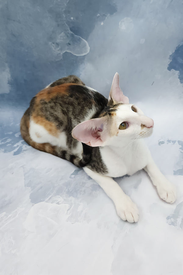 Happy | Oriental Shorthair Kitten