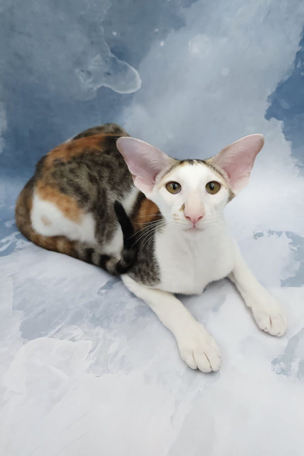 Happy | Oriental Shorthair Kitten