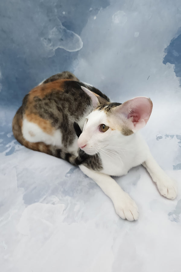 Happy | Oriental Shorthair Kitten