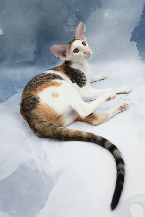 Happy | Oriental Shorthair Kitten