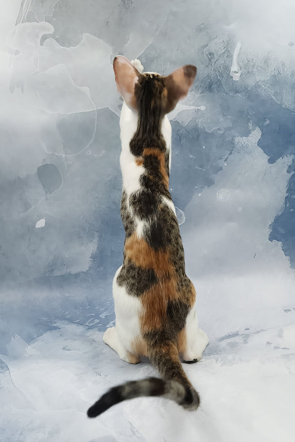 Happy | Oriental Shorthair Kitten