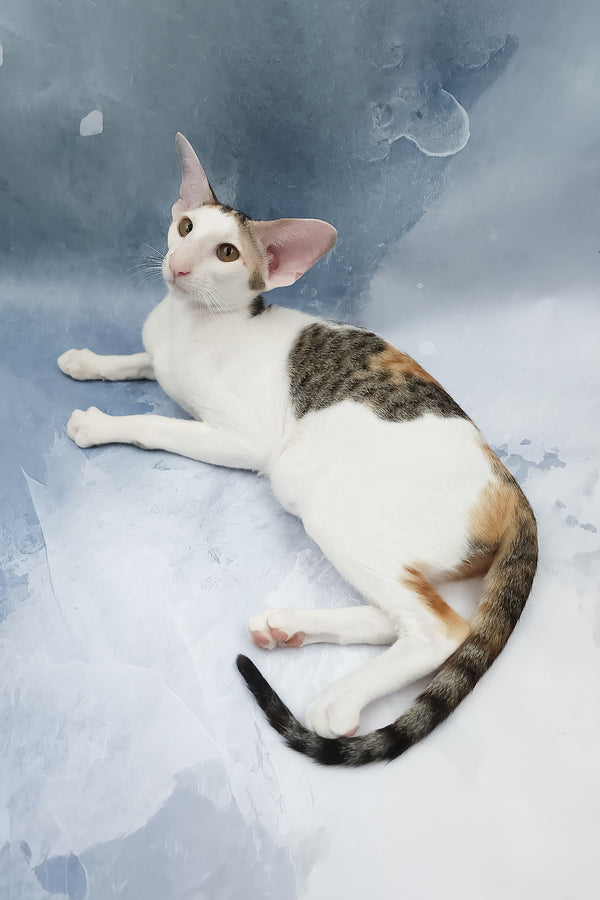 Happy | Oriental Shorthair Kitten