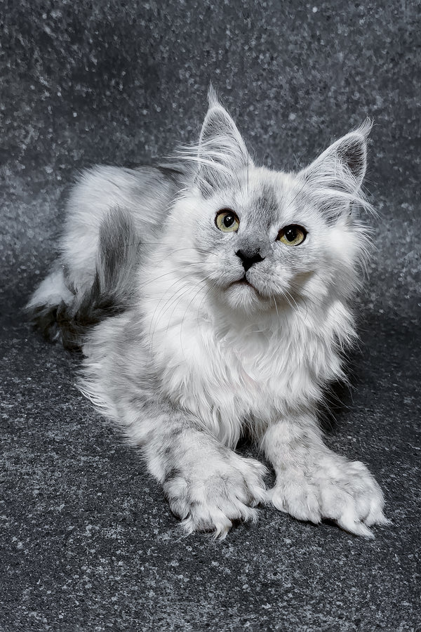 Hardy | Polydactyl Maine Coon Kitten