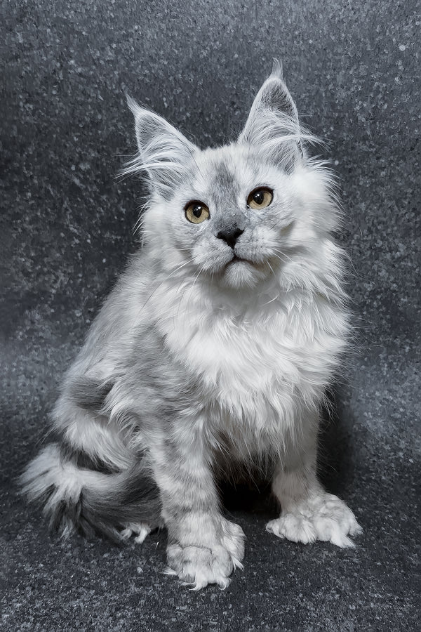 Hardy | Polydactyl Maine Coon Kitten