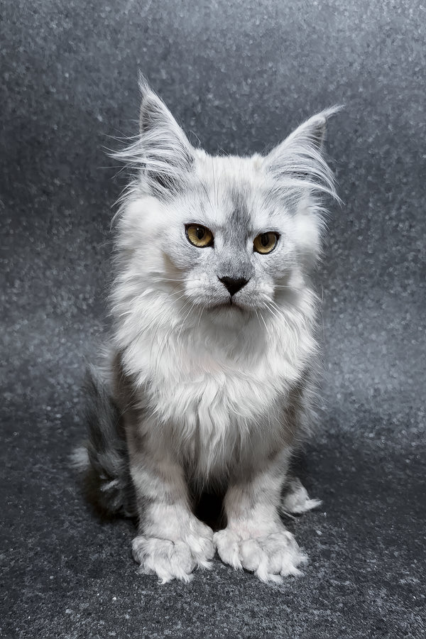 Hardy | Polydactyl Maine Coon Kitten