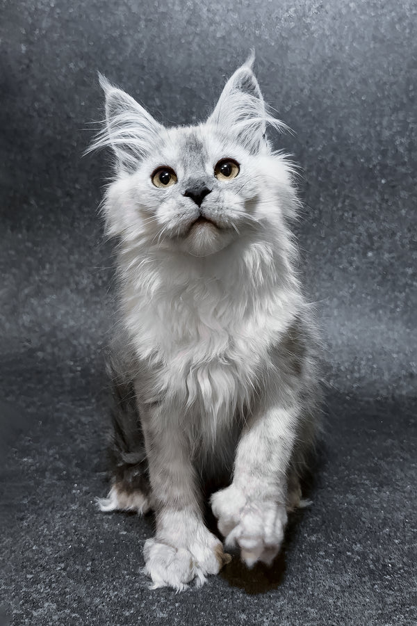 Hardy | Polydactyl Maine Coon Kitten