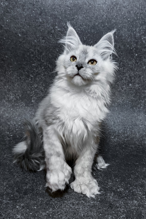 Hardy | Polydactyl Maine Coon Kitten