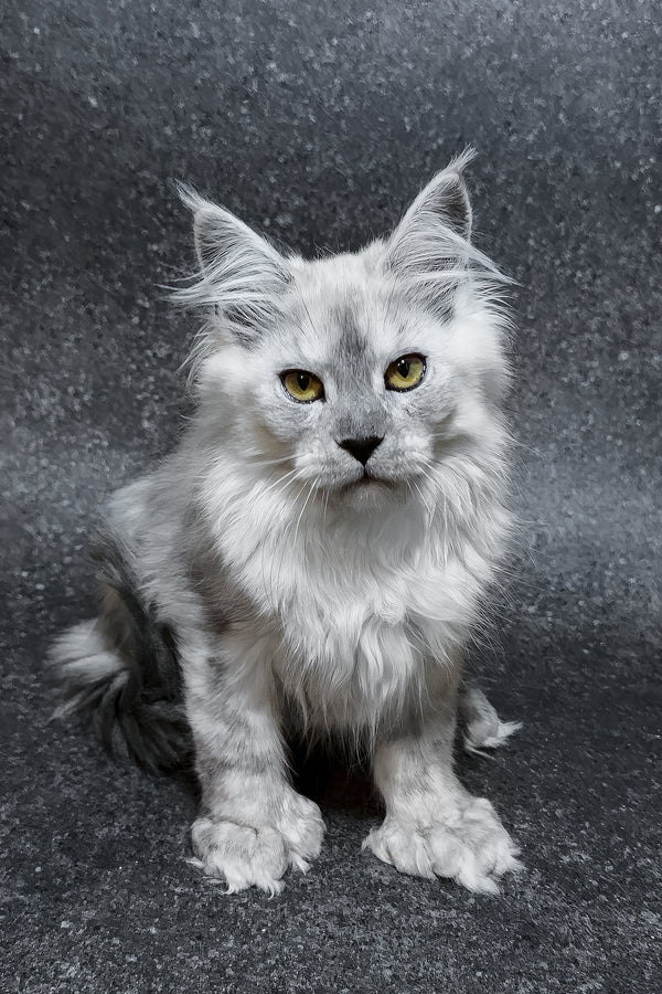 Hardy | Polydactyl Maine Coon Kitten