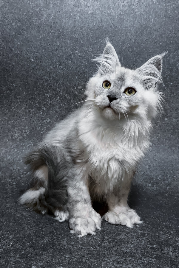 Hardy | Polydactyl Maine Coon Kitten