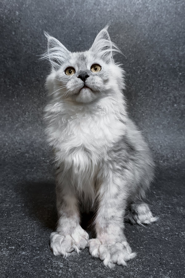 Hardy | Polydactyl Maine Coon Kitten
