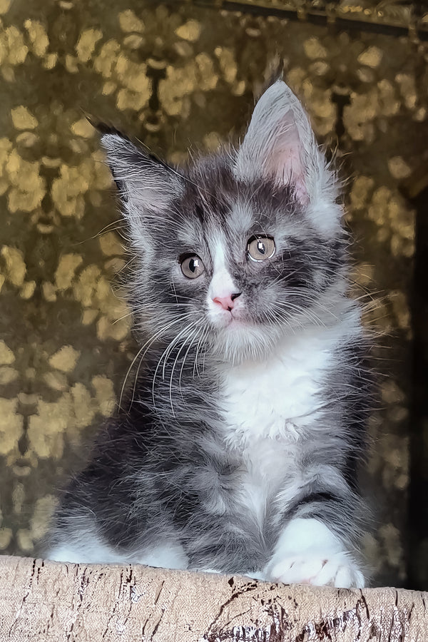 Harisha | Maine Coon Kitten