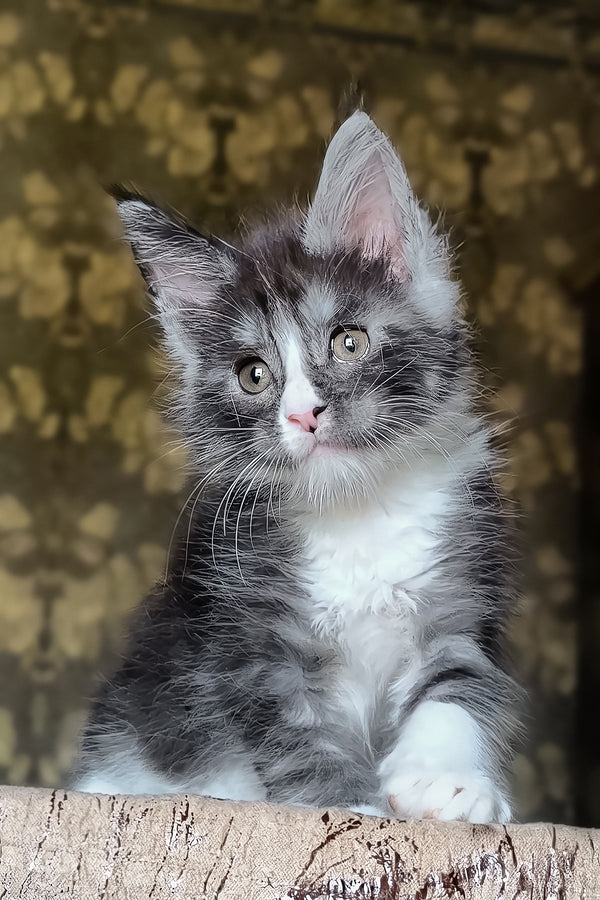 Harisha | Maine Coon Kitten