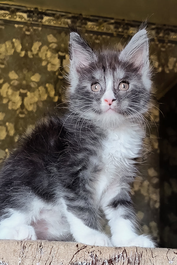Harisha | Maine Coon Kitten