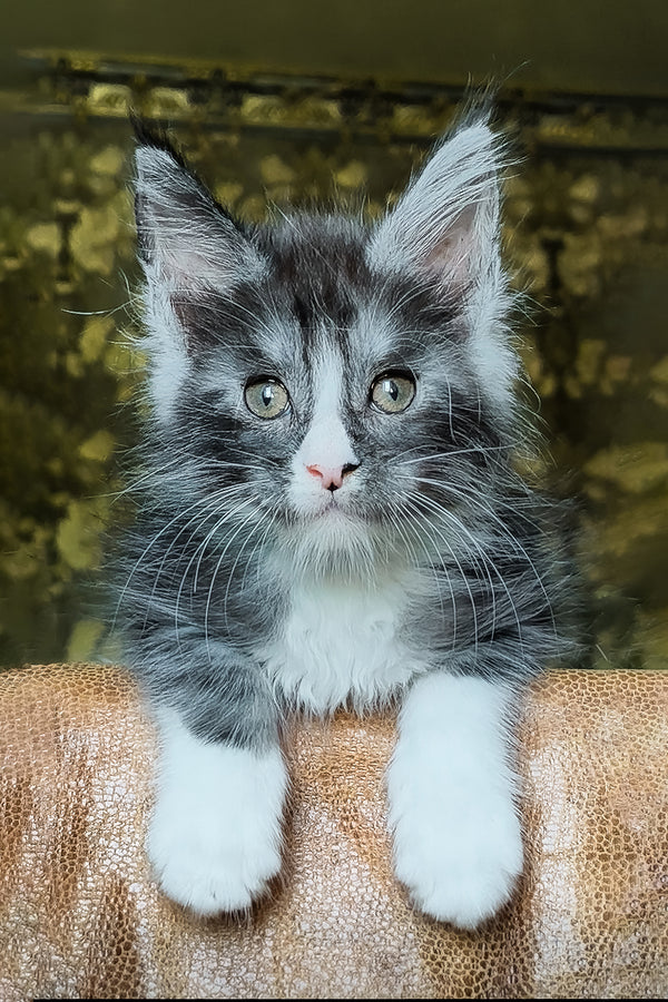 Harisha | Maine Coon Kitten