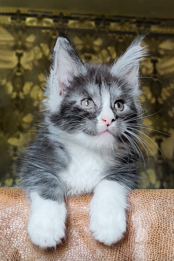 Harisha | Maine Coon Kitten