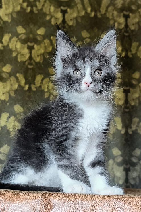 Harisha | Maine Coon Kitten