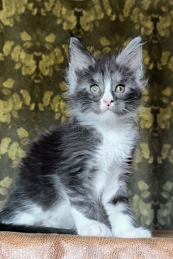 Harisha | Maine Coon Kitten