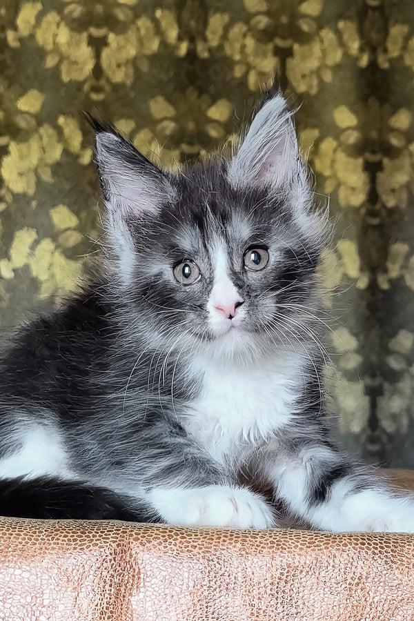 Harisha | Maine Coon Kitten