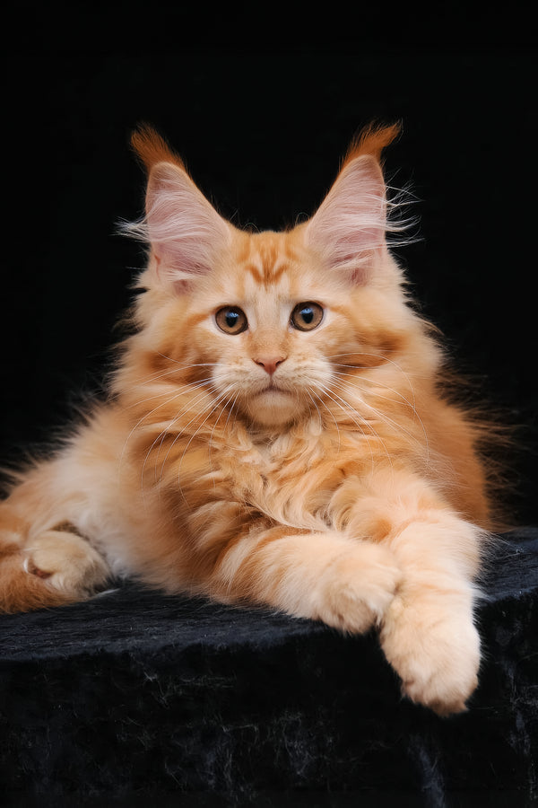 Harizma | Maine Coon Kitten