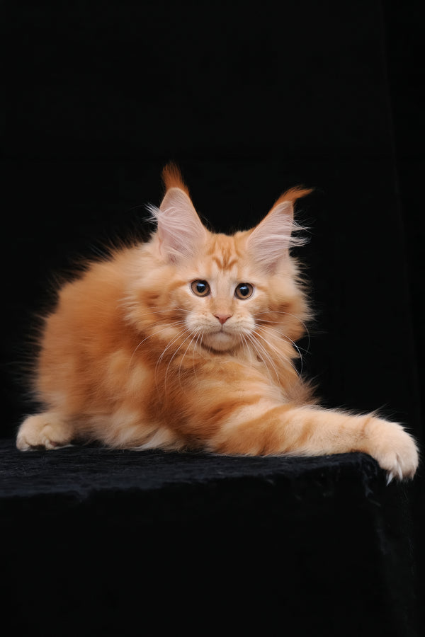 Harizma | Maine Coon Kitten