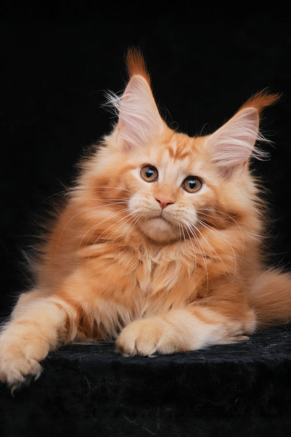 Harizma | Maine Coon Kitten