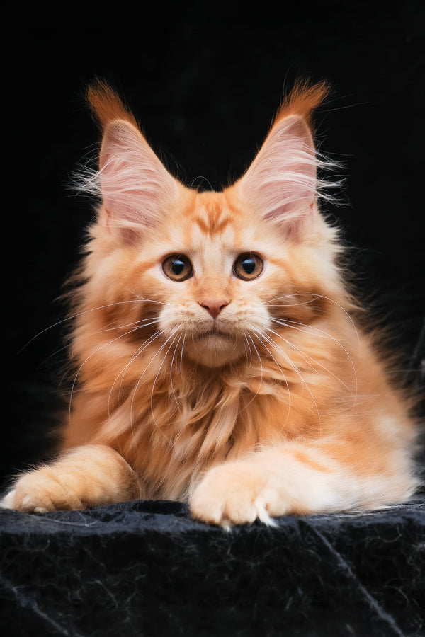 Harizma | Maine Coon Kitten