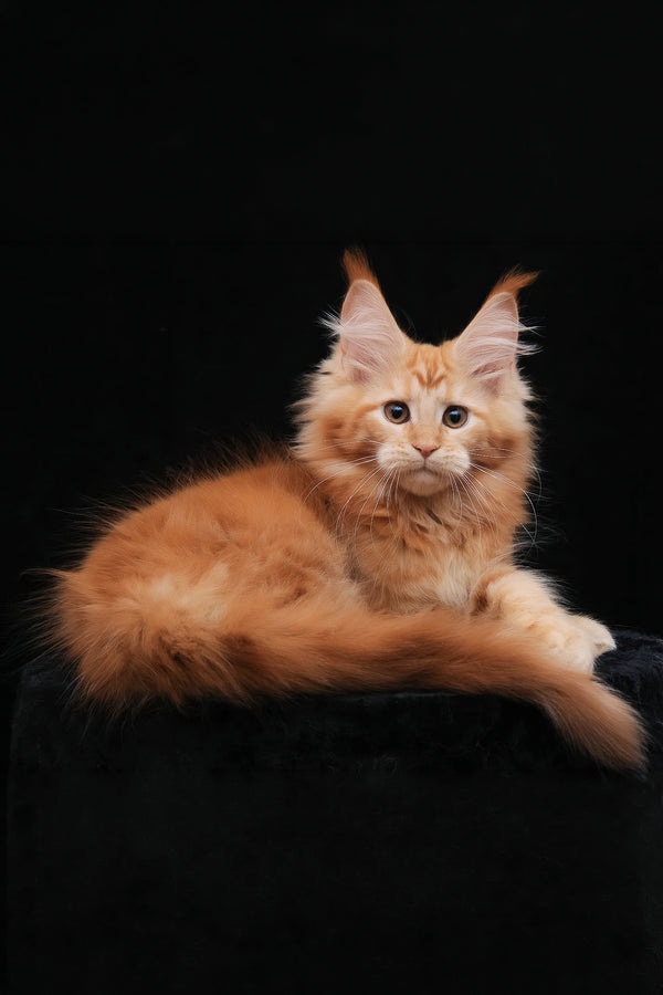 Harizma | Maine Coon Kitten