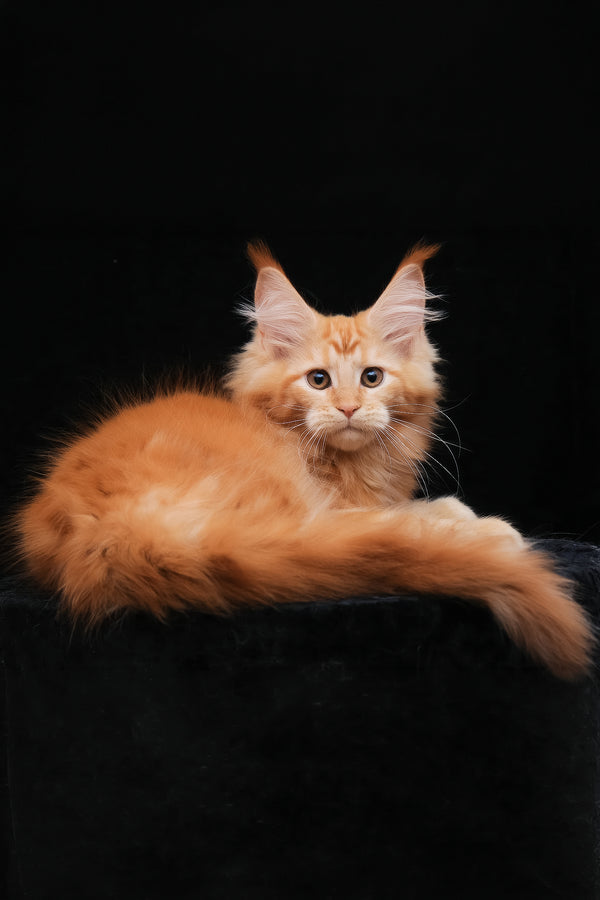 Harizma | Maine Coon Kitten
