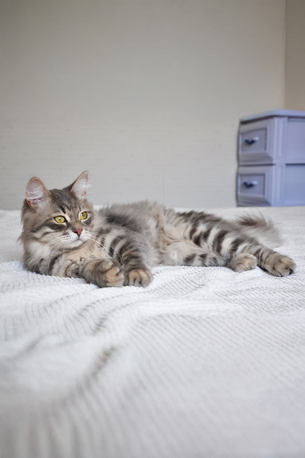 Harli | Siberian Kitten
