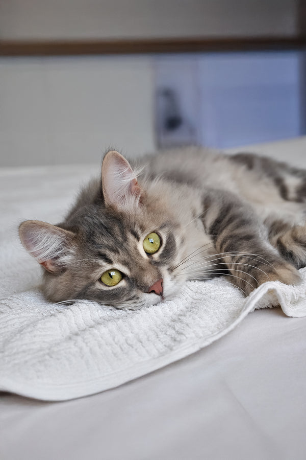 Harli | Siberian Kitten