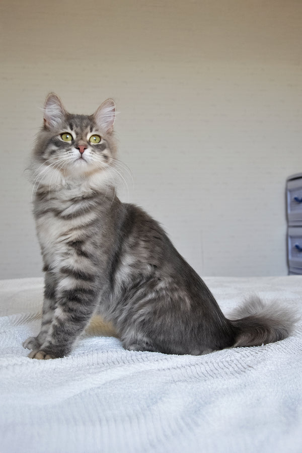 Harli | Siberian Kitten