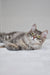Harli | Siberian Kitten
