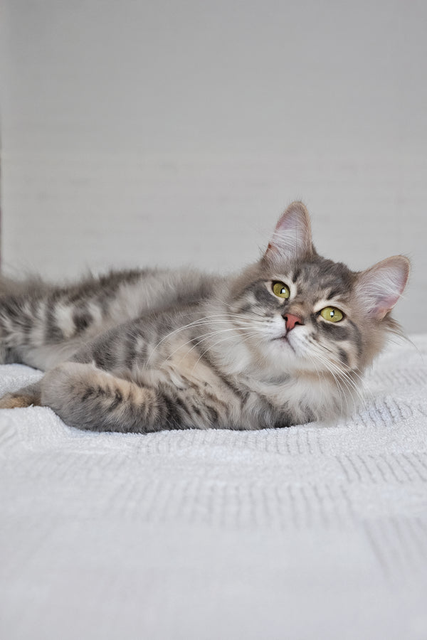 Harli | Siberian Kitten